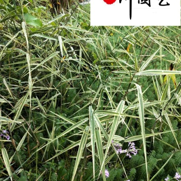 花叶芦苇现货批发成都花叶芦苇基地直销量大价优