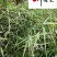 花叶芦苇现货批发成都花叶芦苇基地直销量大价优