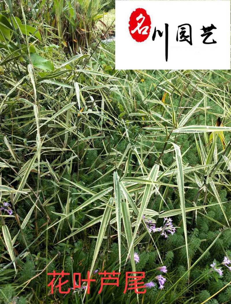 花叶芦苇现货批发成都花叶芦苇基地直销量大价优