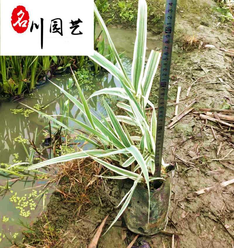花叶芦苇现货批发成都花叶芦苇基地直销量大价优