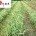 出售花叶芦竹杯苗50-100公分花叶芦竹批发量大价优