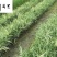 出售花叶芦竹杯苗50-100公分花叶芦竹批发量大价优