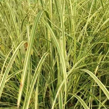 出售花叶芦竹杯苗50-100公分花叶芦竹批发量大价优