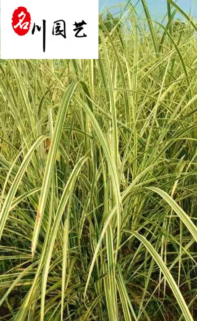 出售花叶芦竹杯苗50-100公分花叶芦竹批发量大价优