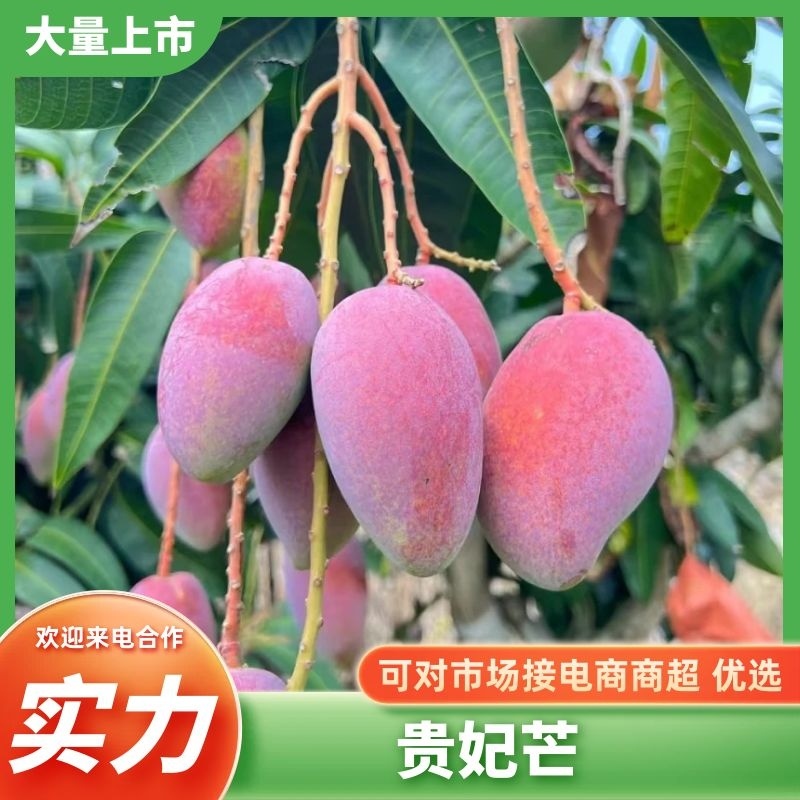 海南芒果贵妃芒产地供应无中间商可视频看货欢迎咨询