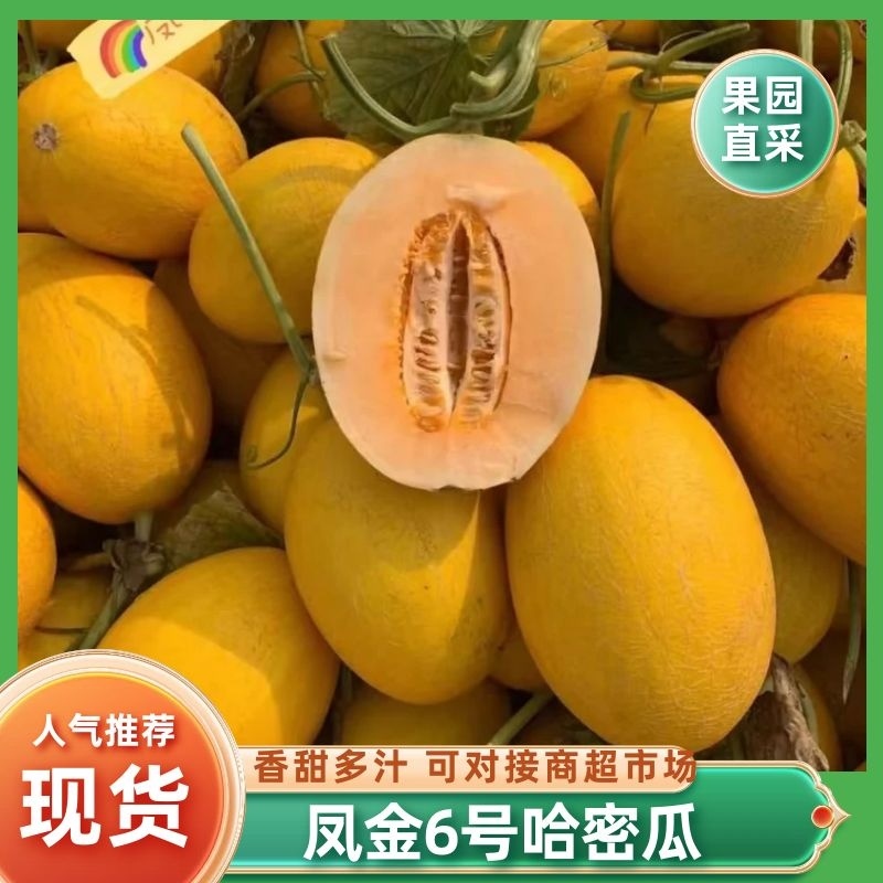 新疆凤金6号哈密瓜黄金哈密瓜产地直发可视频看货