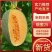 【实力供货】哈密瓜海南晓蜜25哈密瓜产地直发全国发货