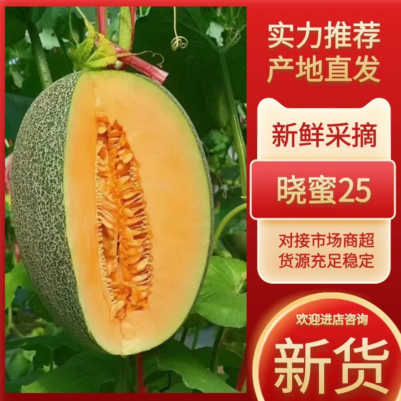 【实力供货】哈密瓜海南晓蜜25哈密瓜产地直发全国发货