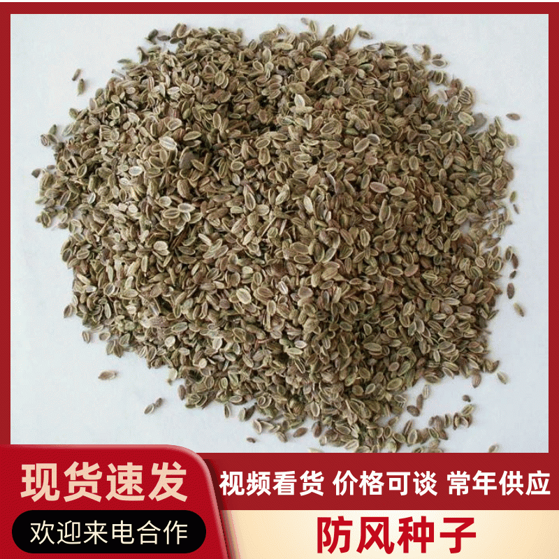 内蒙古防风种子，品质保证货源充足规格齐全欢迎咨询联系