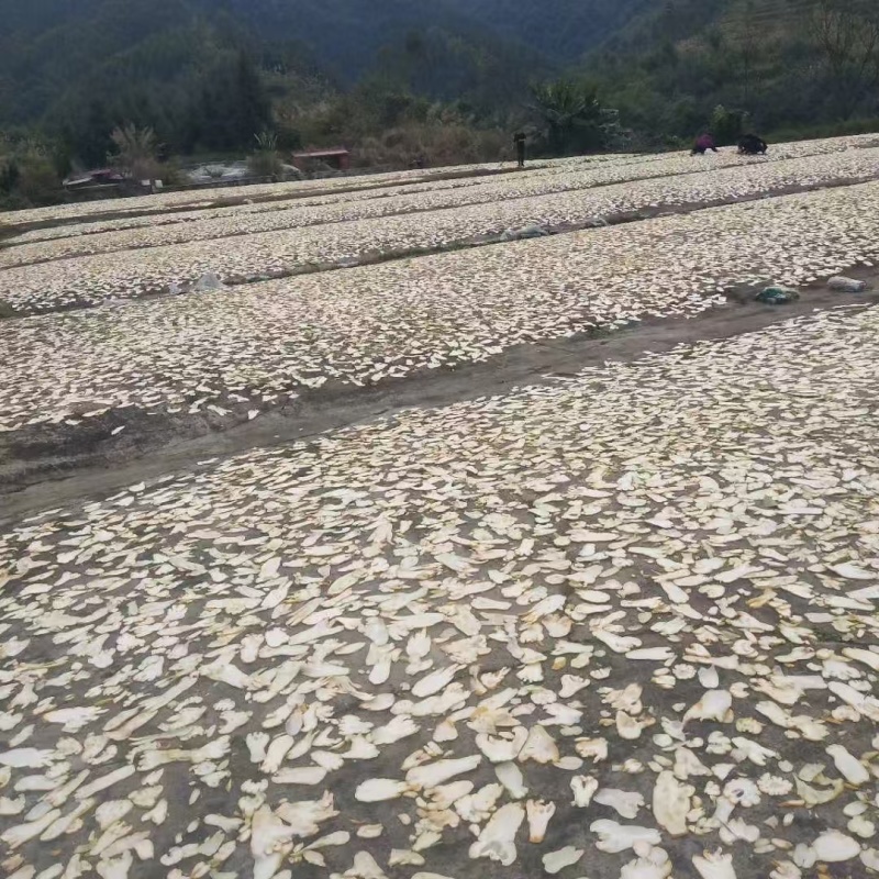 精品佛手干片产地直销货源充足品质保证无中间商