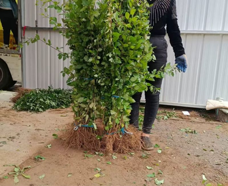 连翘苗药用连翘苗一年苗量大山西苗圃直发量大从优