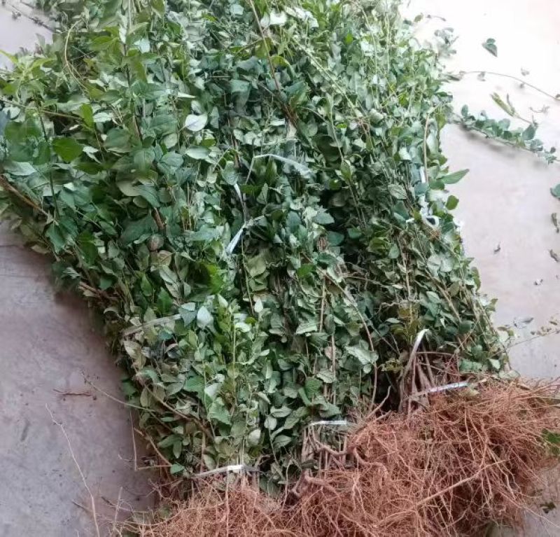 连翘苗药用连翘苗一年苗量大山西苗圃直发量大从优