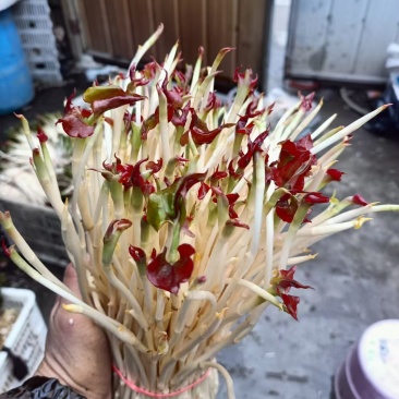 鱼腥草嫩芽，自家种植，特色:香，脆，嫩，土特产，现挖现发