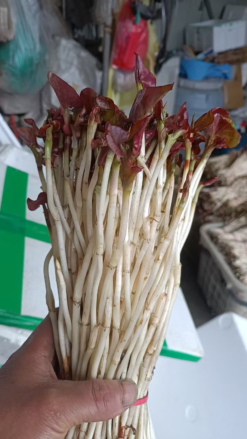 鱼腥草嫩芽，自家种植，特色:香，脆，嫩，土特产，现挖现发