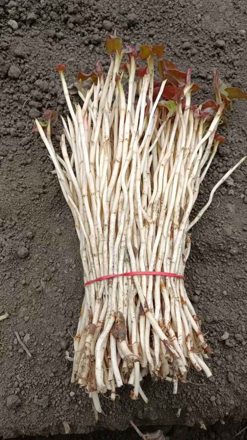 精品鱼腥草百亩基地自种自销品质保证欢迎打电话要货