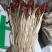 精品鱼腥草百亩基地自种自销品质保证欢迎打电话要货