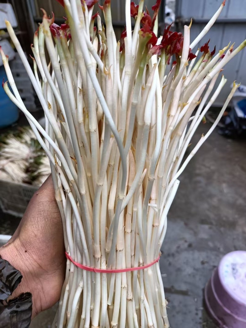 精品鱼腥草百亩基地自种自销品质保证欢迎打电话要货