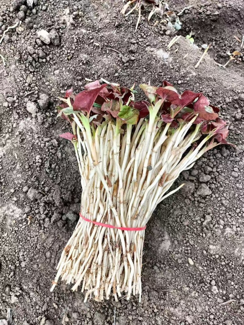 精品鱼腥草百亩基地自种自销品质保证欢迎打电话要货