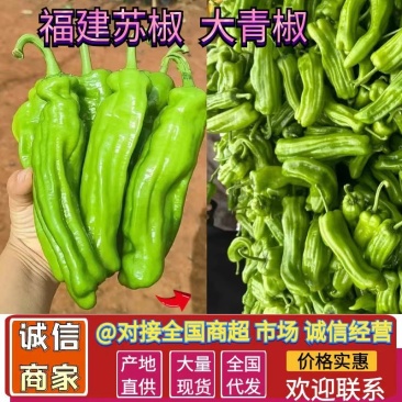 福建鲜辣椒苏椒大青椒货源充足量大从优全国发货商超