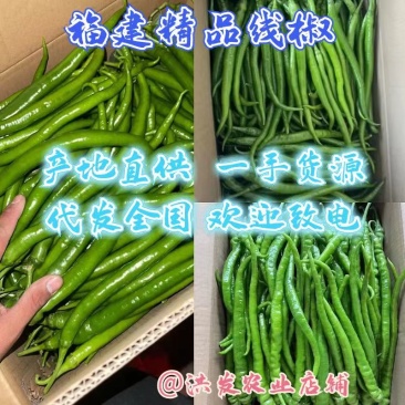 线椒大量上市量大从优品质保证欢迎老板电话联系可视频看货