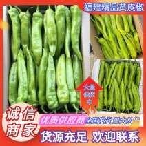 黄皮尖椒种植基地大量有货量大从优欢迎老板电话联系