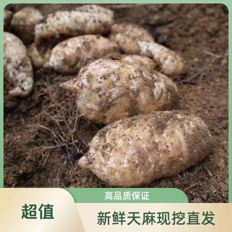精品乌天麻山地林下种植货源充足现挖现发量大从优