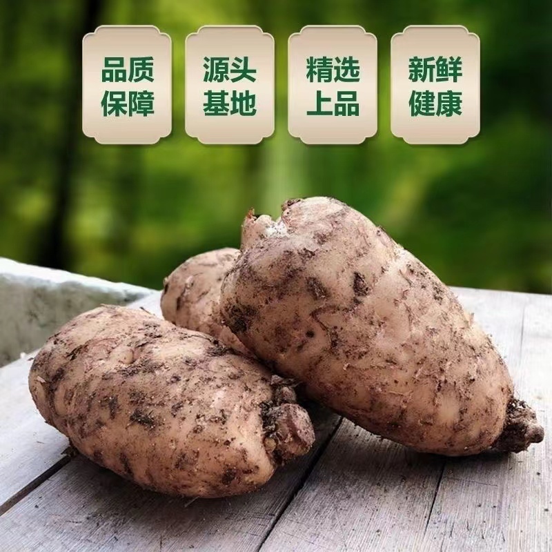 精品乌天麻山地林下种植货源充足现挖现发量大从优