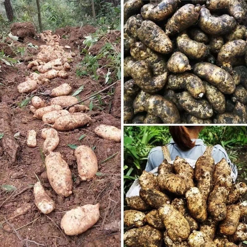 精品乌天麻山地林下种植货源充足现挖现发量大从优