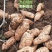 精品乌天麻山地林下种植货源充足现挖现发量大从优