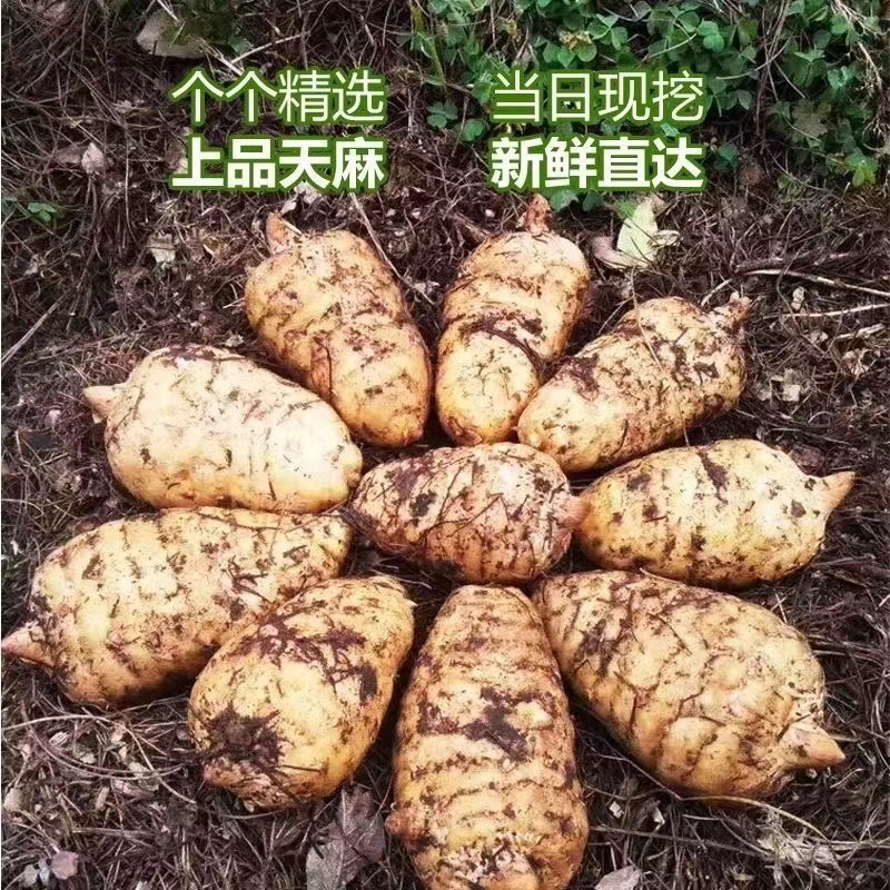 精品乌天麻山地林下种植货源充足现挖现发量大从优