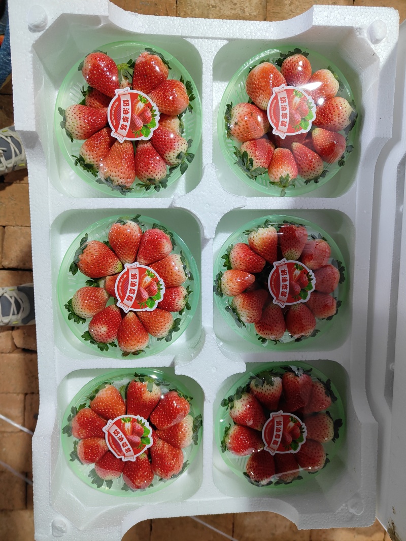 【产地直发】闻集奶油草莓天仙醉草莓大量供应
