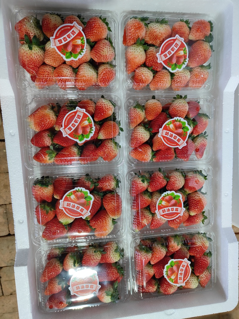 闻集天仙醉奶油草莓妙香草莓支持团购商超电商配货