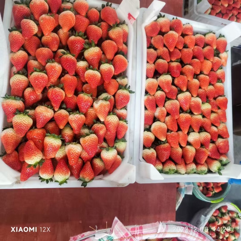 闻集天仙醉奶油草莓妙香草莓支持团购商超电商配货