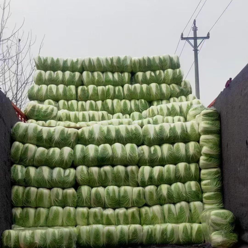 黄心白菜河北邯郸白菜产地一手货源质量保障对接全国