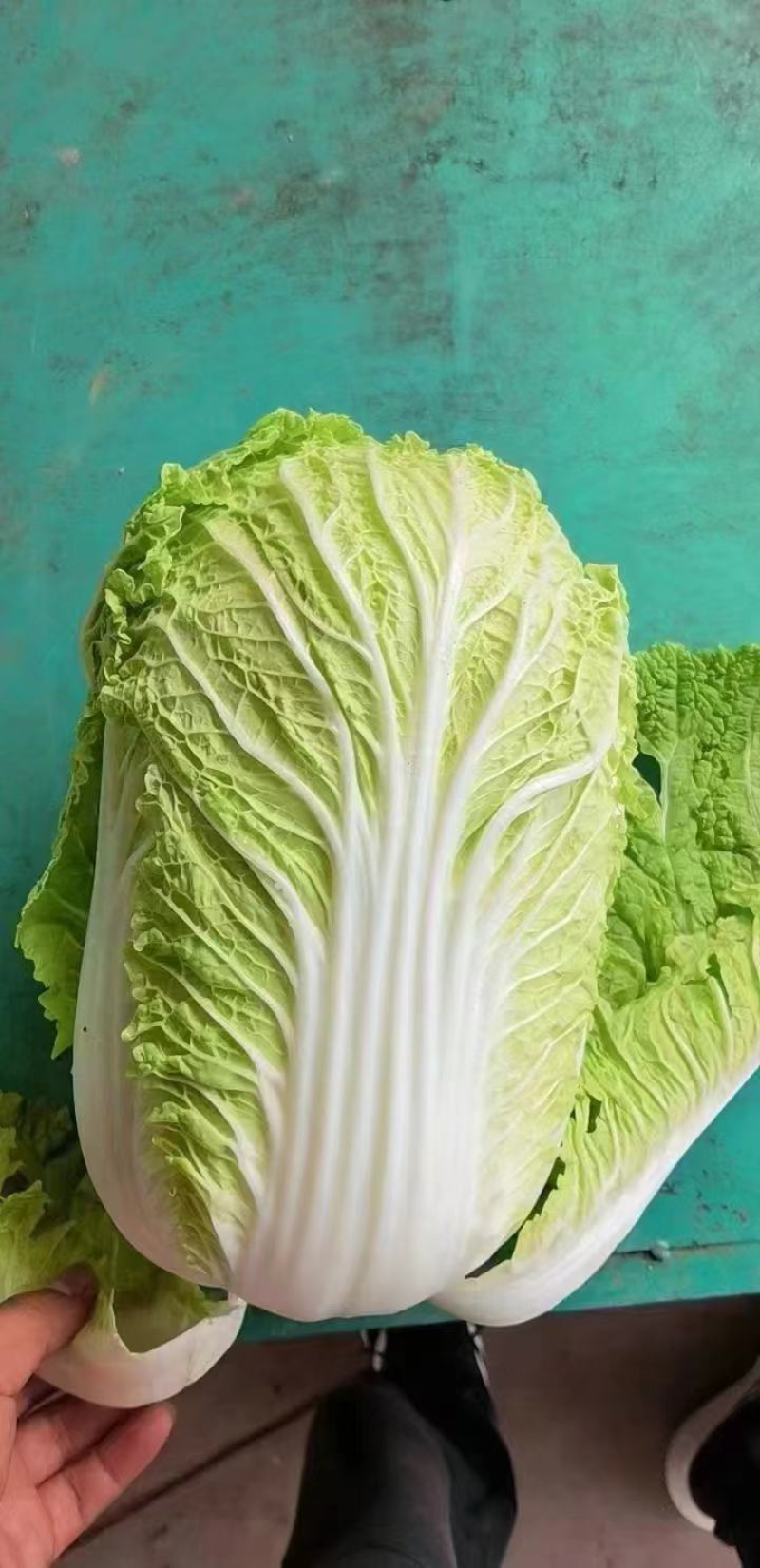 黄心白菜河北邯郸白菜产地一手货源质量保障对接全国
