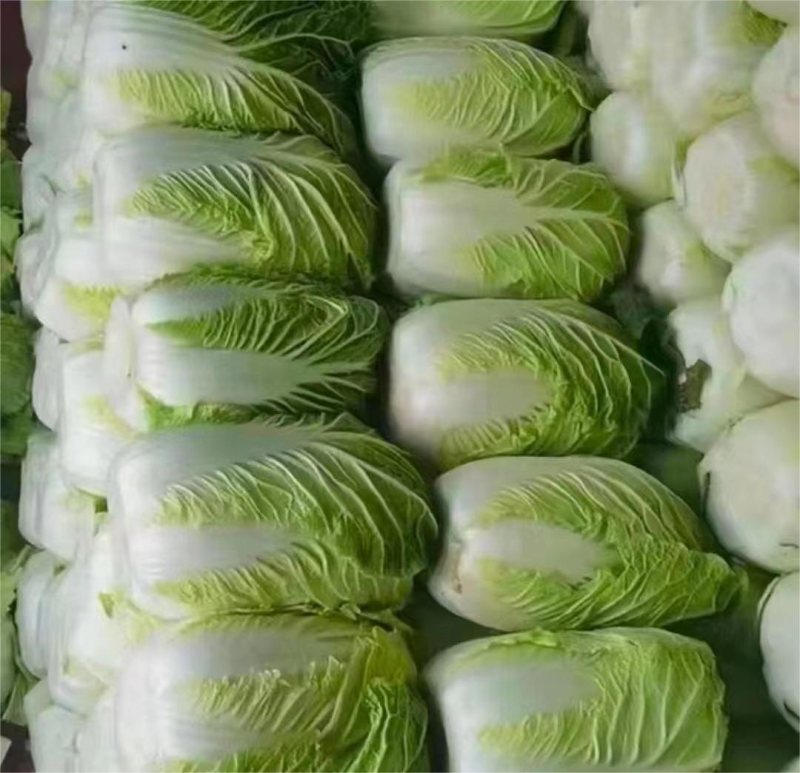 黄心白菜河北邯郸白菜产地一手货源质量保障对接全国