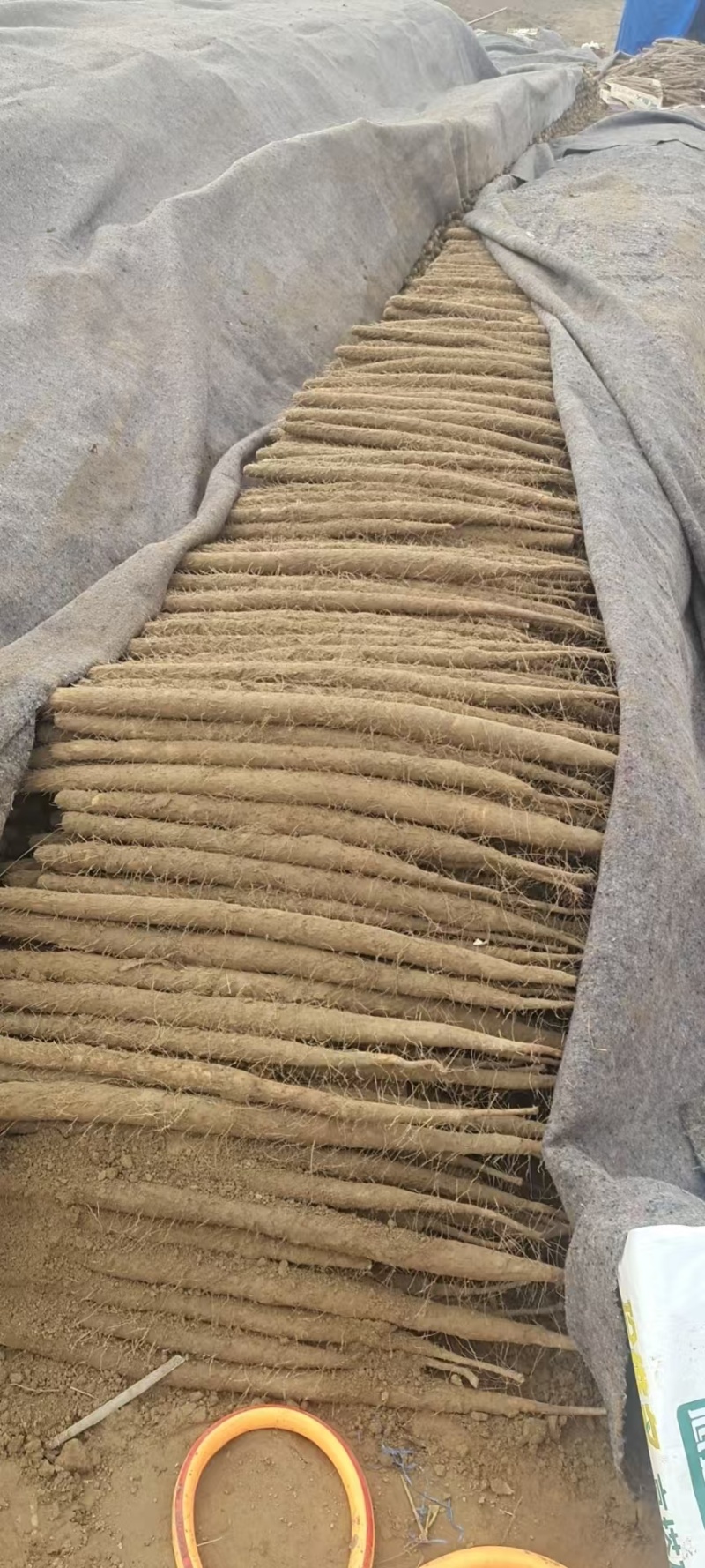 内黄县精品山药，精品麻山药新鲜现货欢迎老板选购