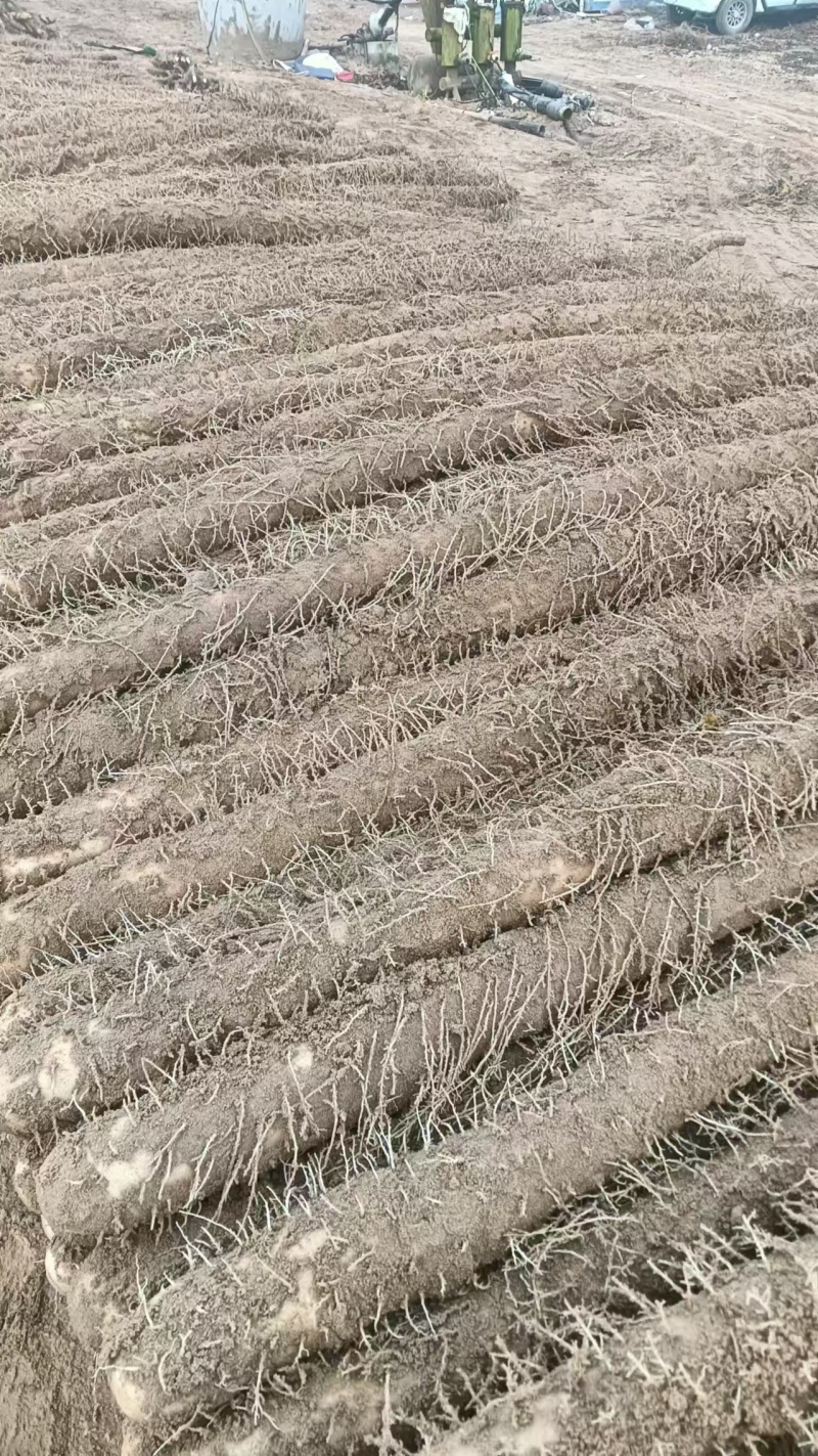 内黄县精品山药，精品麻山药新鲜现货欢迎老板选购