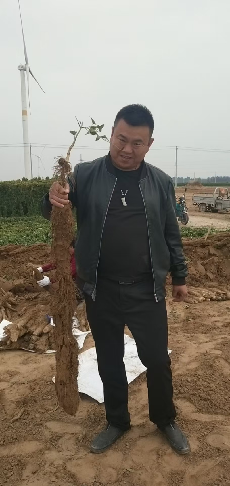 内黄县精品山药，精品麻山药新鲜现货欢迎老板选购