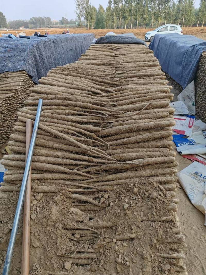 内黄县精品山药，精品麻山药新鲜现货欢迎老板选购