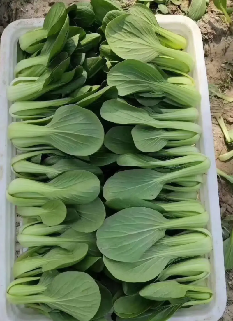 上海青精品油菜产地直发新鲜直发量大优惠对接全国