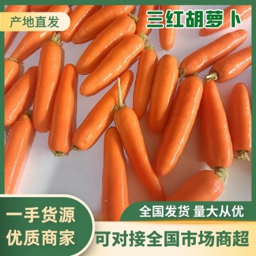 【热卖】河南精品胡萝卜三红胡萝卜产地直发全国可视频看货
