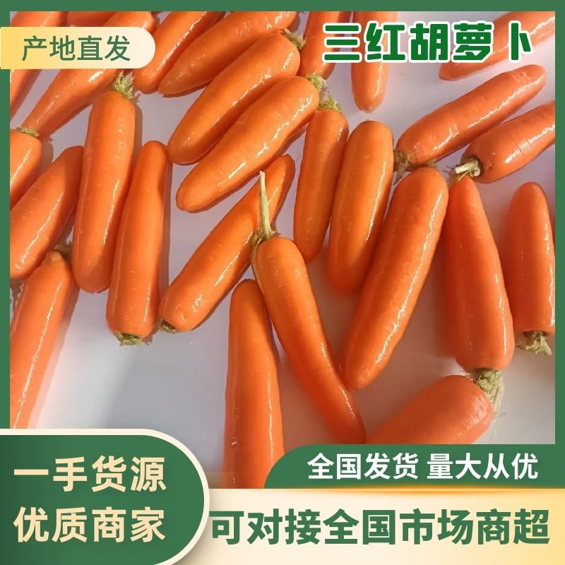 【热卖】河南精品胡萝卜三红胡萝卜产地直发全国可视频看货