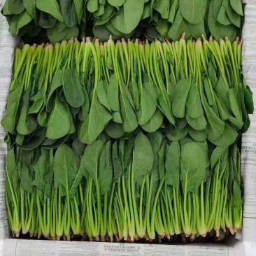 金乡大叶菠菜精品菠菜产地直发一手货源欢迎来电咨询