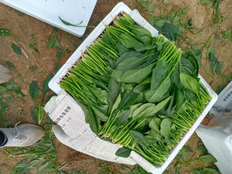 金乡大叶菠菜精品菠菜产地直发一手货源欢迎来电咨询
