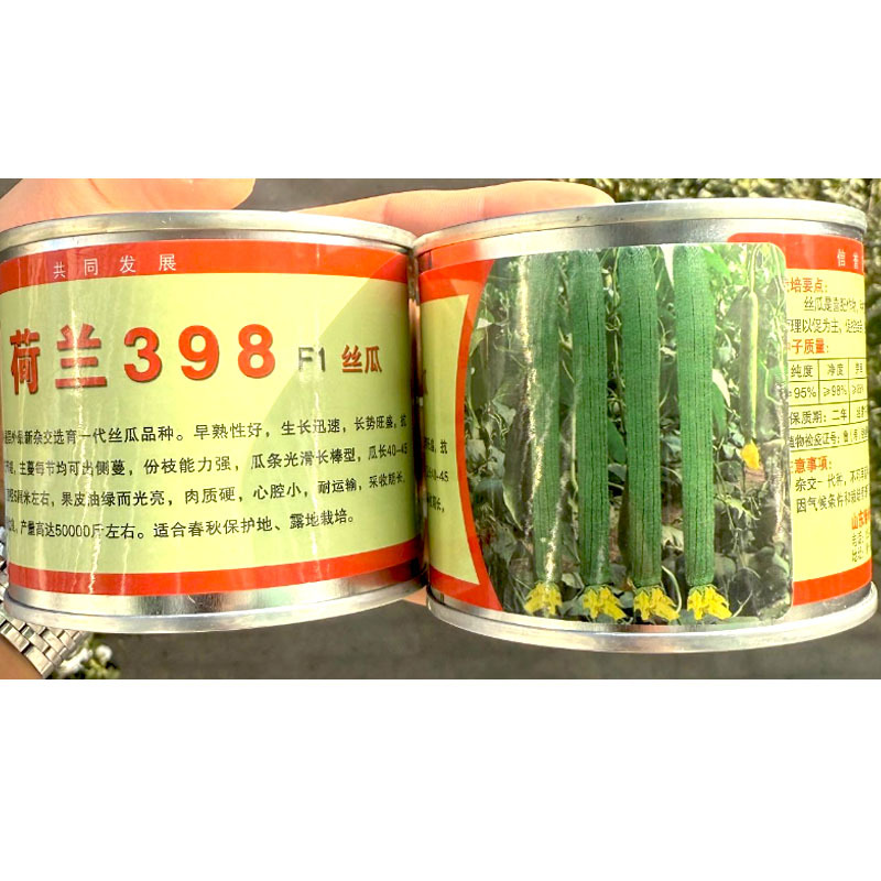 荷兰398丝瓜种子瓜条光滑长棒型果皮油绿光亮心腔小