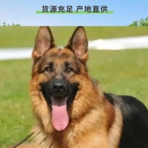 德牧幼犬弓背德国牧羊犬平背德牧纯种德牧犬疫苗驱虫已做