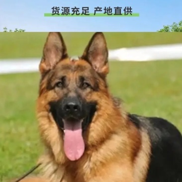 德牧幼犬弓背德国牧羊犬平背德牧纯种德牧犬疫苗驱虫已做