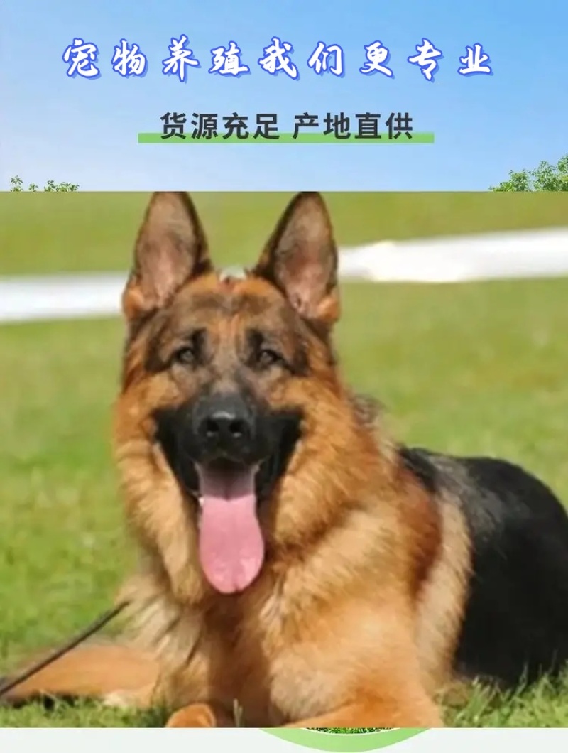 德牧幼犬弓背德国牧羊犬平背德牧纯种德牧犬疫苗驱虫已做