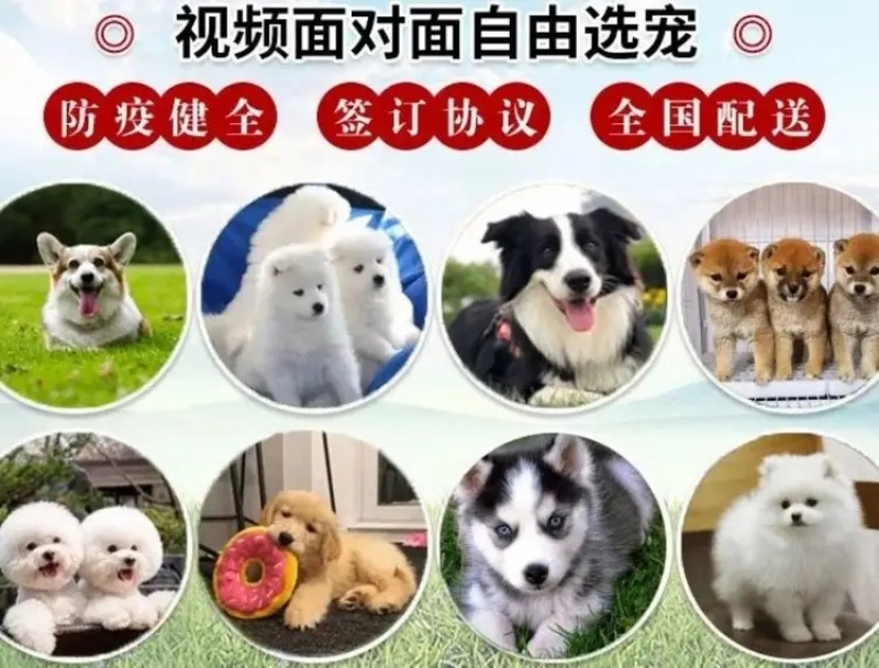 德牧幼犬弓背德国牧羊犬平背德牧纯种德牧犬疫苗驱虫已做